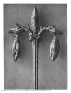 Art Forms In Nature 57 — Karl Blossfeldt