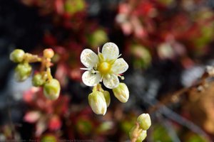 Saxifraga Tricuspidata — Paul C. Sokoloff