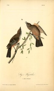 Калібрований Сивошкірий Птаха (say's Flycatcher), 1. Самці, 2. Самки — Джон Джеймс Оудрю