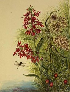 Cardinal Flower (lobelia Cardinalis) — Mary Morris Vaux Walcott