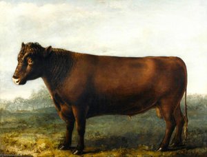 Polled Suffolk Bull — William Shiels