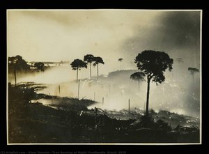 Tree Burning At Night, Fordlandia, Brazil, 1929 — Einar Oxholm
