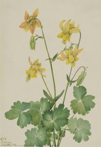 Zitronen-akelei (aquilegia Flavescens) — Mary Vaux Walcott
