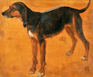 Rougeaude, Chienne De La Meute De Louis Xiv — Alexandre François Desportes