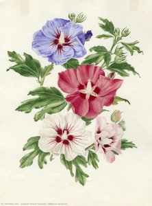 Hibiscus Syriacus — Graham Stuart Thomas