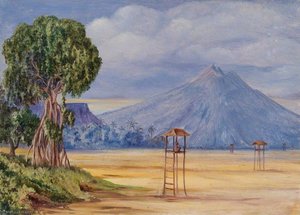 Curious Fig Tree For 'crow Keeping' In Java — Marianne North