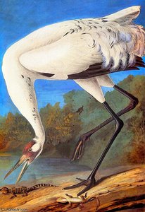 Whooping Crane Late — John James Audubon