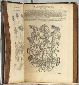 Petri Andreae Matthioli Senensis, Medici Caesarei, Et Serenissimi Principis Ferdinandi Archiducis Austriae &c. Commentarii In Vi Libros Pedacii Dioscoridis Anazarbei De Medica Materia, Ab Ipso Autore Recogniti, Et Locis Plus Mille Aucti. — Pietro Andrea Gregorio Mattioli