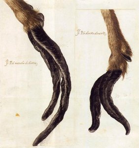 Nature Studies (8) — Giuseppe Arcimboldo