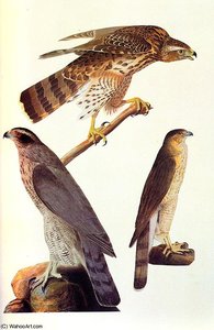 Goshawk And Coopers Hawk — John James Audubon