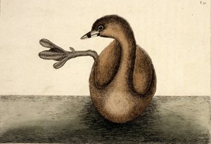 The Pied-billed Dobchick, Natural History Of Carolina, Florida And The Bahama Islands — Mark Catesby, English, Born Essex, England 1682/1683-died London, England 1749