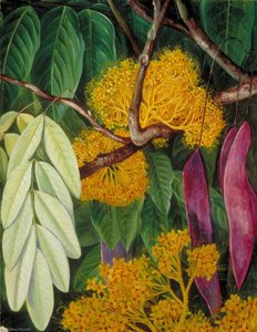 Fogliame, Fiori E Frutti Di Un Albero Malese — Marianne North