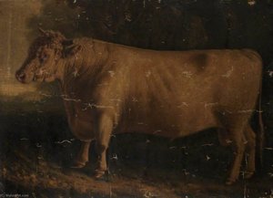 Shorthorn Bull — William Shiels