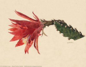Heliocereus Elegantissimus — Mary Emily Eaton