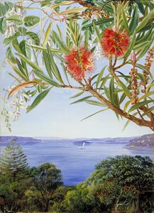 Zwei Australische Sträucher Mit Dem Sydney Harbour Darunter — Marianne North