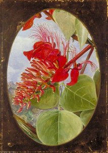 Corailier Indien — Marianne North