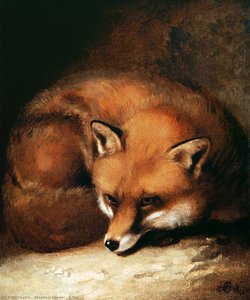 A Fox — Abraham Cooper