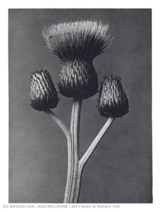 Art Forms In Nature 100 — Karl Blossfeldt