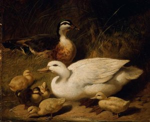 Ducks And Ducklings — 赫林 (hèlíng)