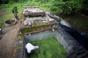 Preparing The Indigo Planto For Fermentation In The Steeping Vat — Fidel Ugarte