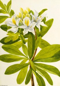 Western Azalea (rhododendron Occidentale) — Mary Vaux Walcott