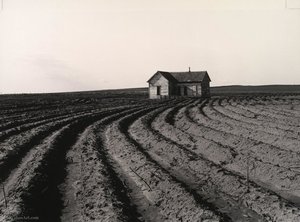 Tractored Out, Childress County, Texas — Dorothea Lange