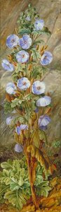 De Blauwe Bosroos Groeiend Op Mount Tonglo, Sikkim Himalaya — Marianne North