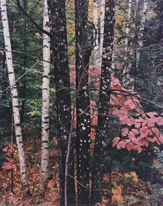 Maple And Birch Trunks And Oak Leaves, Passaconaway, New Hampshire, October 7, 1956 — ელიოტი პორტერი
