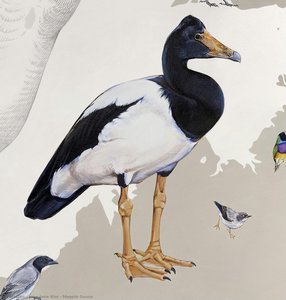 Magpie Goose — Jane Kim