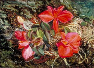 Otra Orquídea Brasileña — Marianne North