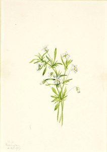 Violeta De Campo (viola Rafinesquii) — Mary Vaux Walcott