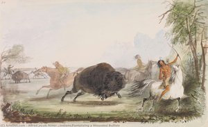 भारतीयbuffalo को घायल करते हुए लुभा रहे हैं। — अल्फ्रेड जैकब मिलर