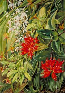 Orchidées Et Autres Fleurs De Sarawak, Bornéo — Marianne North