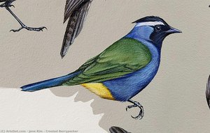 Crested Berrypecker — Jane Kim