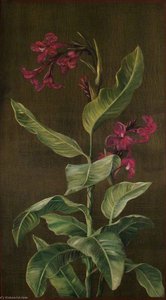 A Garden Variety Of Indian Shot — Marianne North