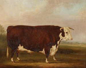 Hereford Bull — William Henry Davis