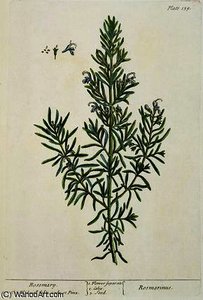 Rosmarinus Officinalis — Elizabeth Blackwell