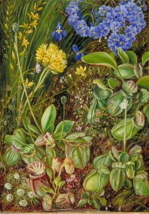 West Australian Plants — Marianne North