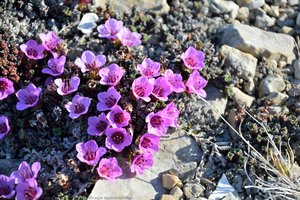 Saxifraga Oppositifolia — Paul C. Sokoloff