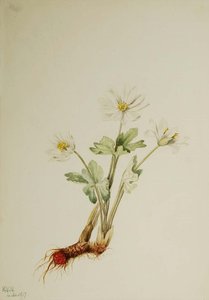 Untitled — Марі Вокс Волкотт