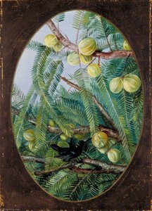 Foliage And Fruit Of Emblica Officinalis — Marianne North