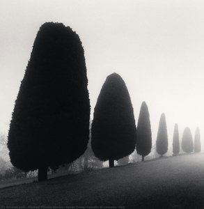 Seven Trees, Castello Di Canossa, Italy — Michael Francis Kenna