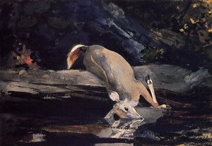 Cerf Échoué — Winslow Homer