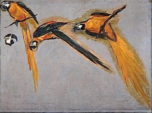 Trois Perroquets Aras Et Une Tete — Boel Pieter (boule)