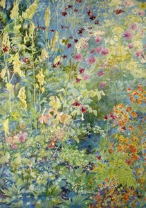 Pink Aquilegia, Yellow Foxgloves, Cow Parsley — Christiana Jane Herringham