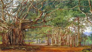 Oude Bananenbomen Bij Buitenzorg, Java — Marianne North