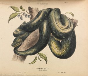 Diamond Snake, Morelia Spilotes — ヘレナ・ネリー・スコット