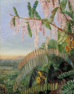 Flowers And Fruit Of The Doctor's Tree, Sarawak, Borneo — Marianne North