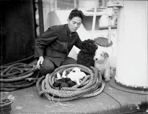 Seaman On Yahiko Maru With Two Terriers And A Litter Of Puppies — Samuel J Hood Studio