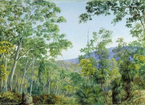 Eucaliptos, Árboles De Pasto Y Acacias En Un Bosque De Queensland — Marianne North